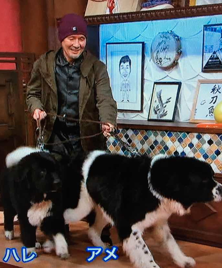 火野正平の愛犬は？